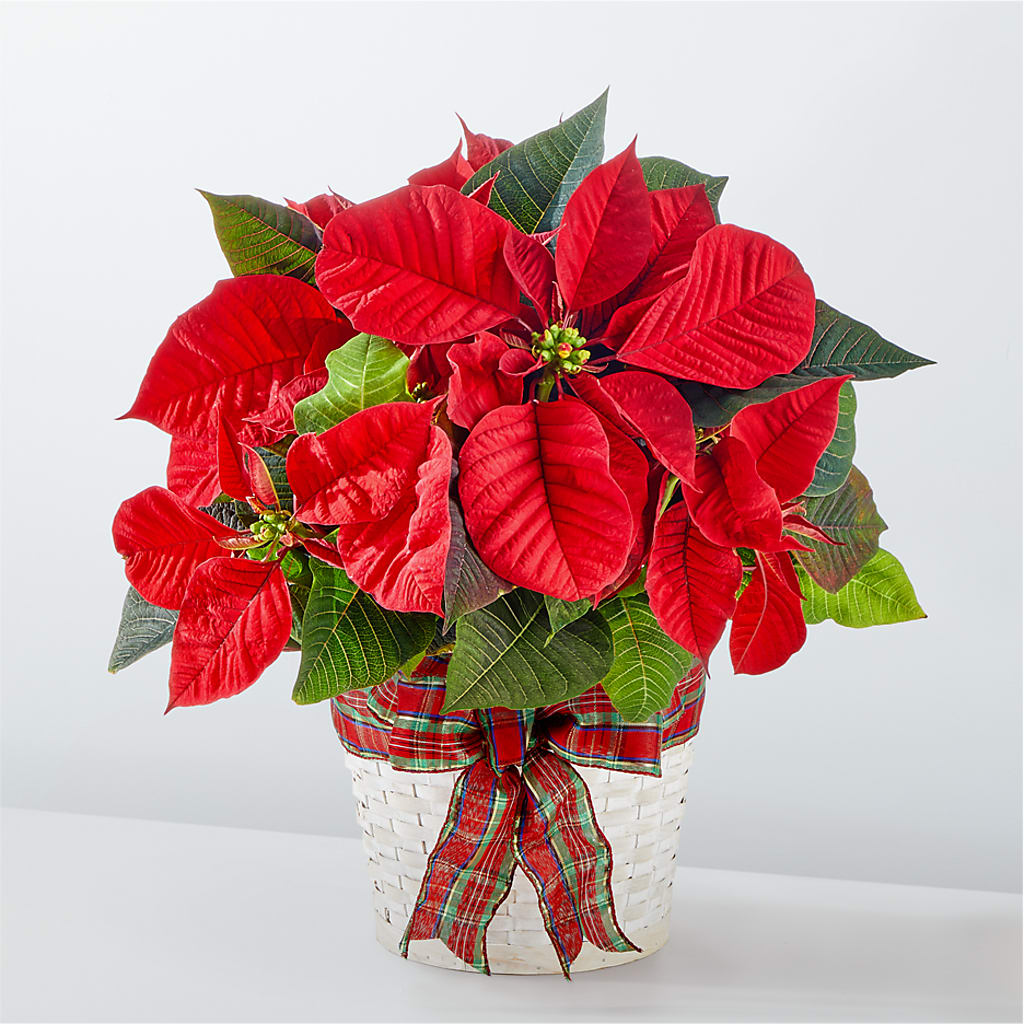 Happiest Holidays Poinsettia – Blossom Shop, Conroe TX