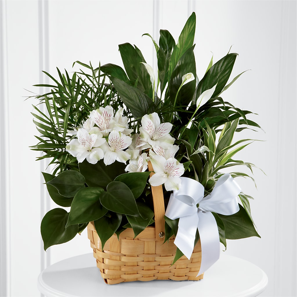 Peace & Serenity Dishgarden – Blossom Shop, Conroe TX