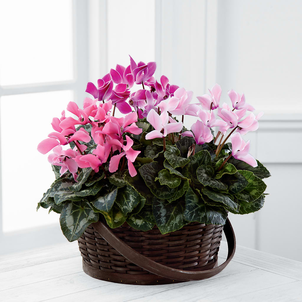 Mixed Cyclamen Planter – Blossom Shop, Conroe TX