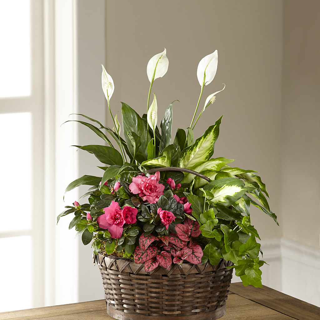 Dream in Pink Dishgarden – Blossom Shop, Conroe TX
