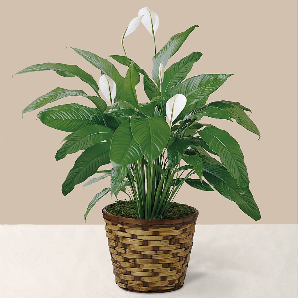 Tranquil Moments Peace Lily Plant – Blossom Shop, Conroe TX