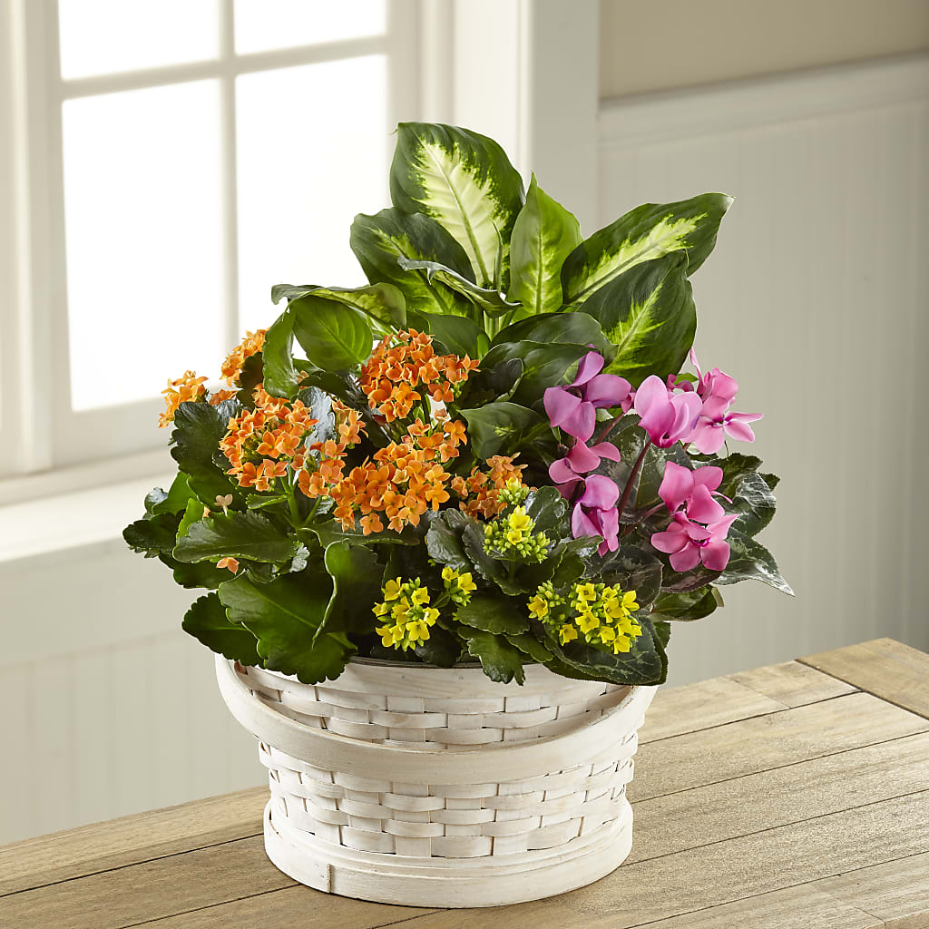 Color Crush Dishgarden – Blossom Shop, Conroe TX