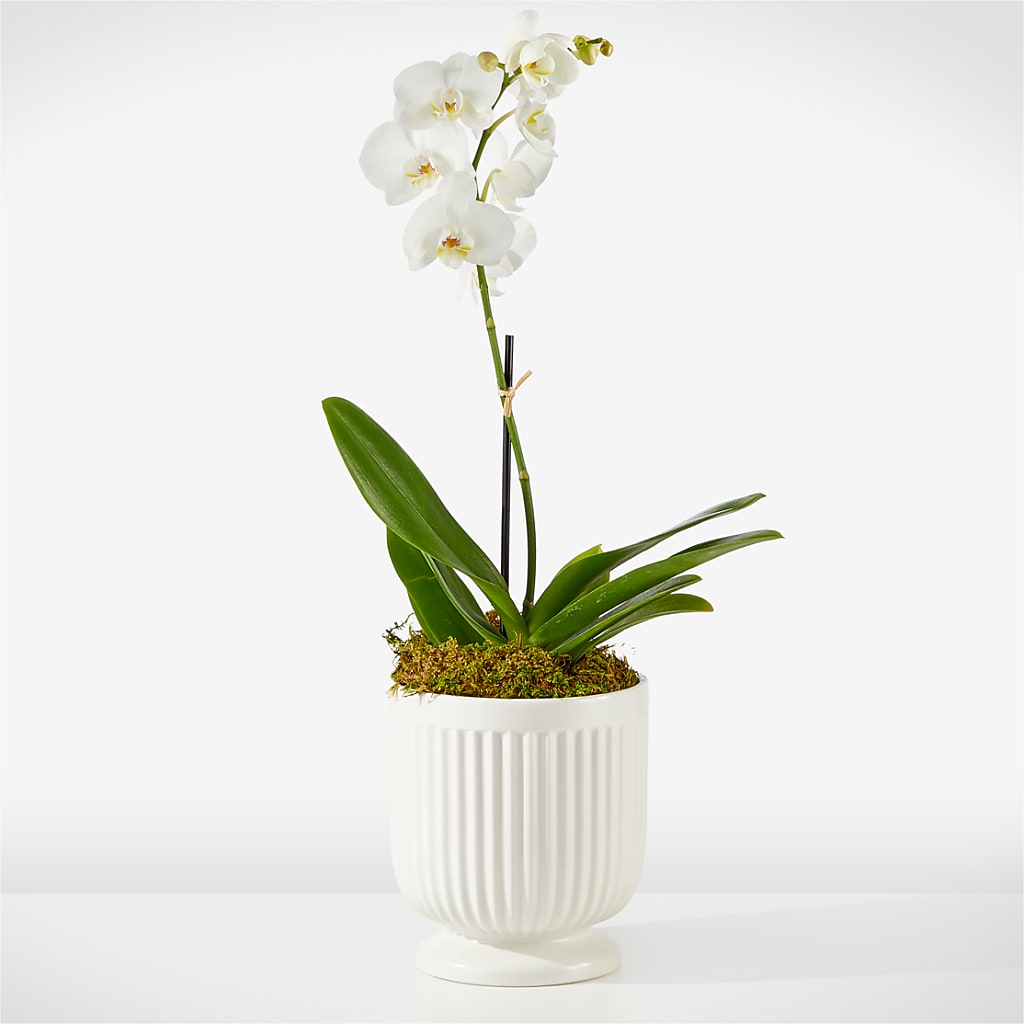 Whispering White Orchid – Blossom Shop, Conroe TX