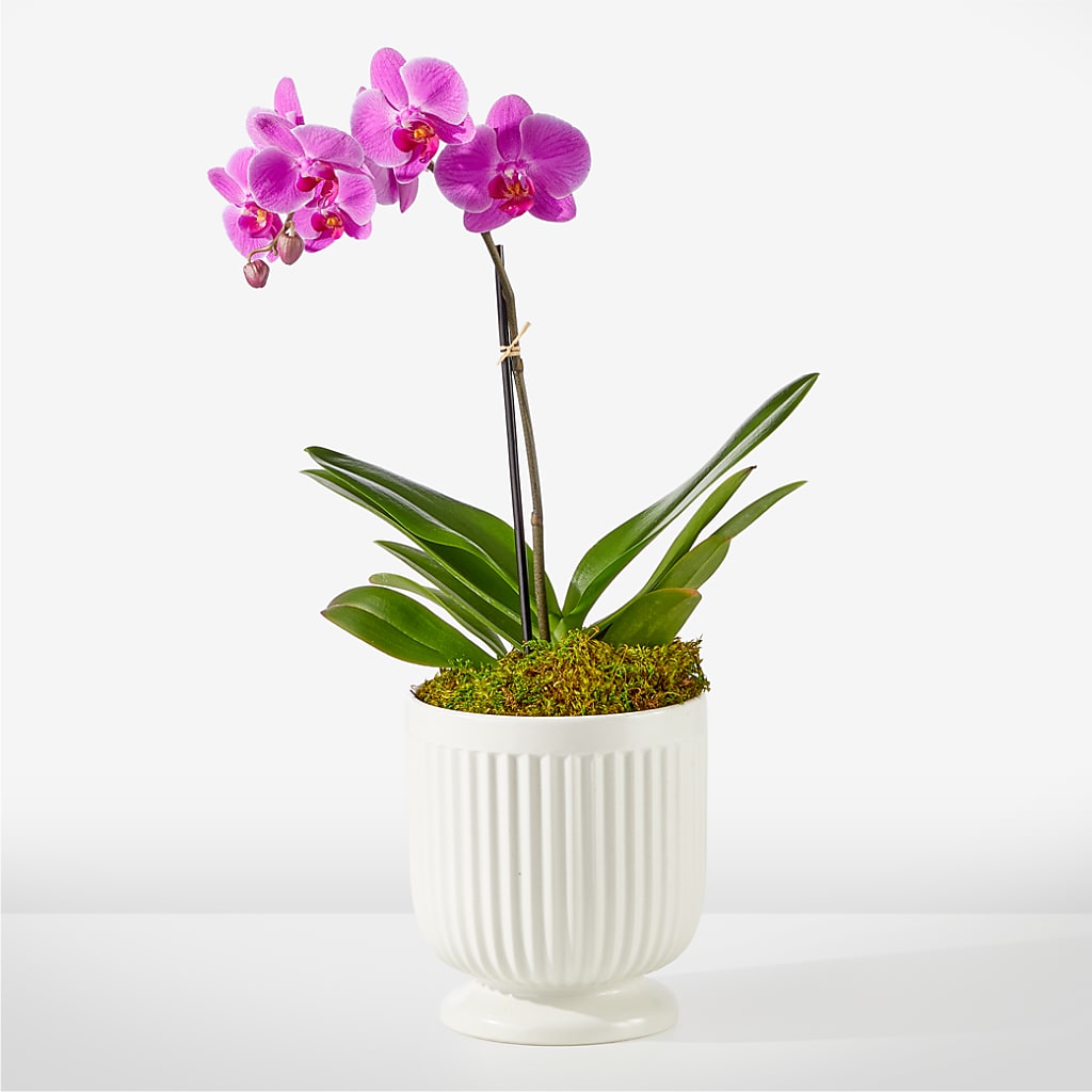 Friendly Fuchsia Orchid – Blossom Shop, Conroe TX