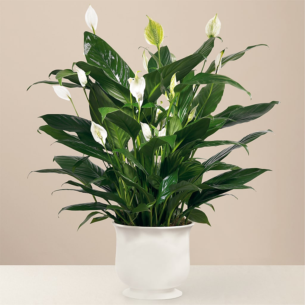 Comfort Planter – Blossom Shop, Conroe TX