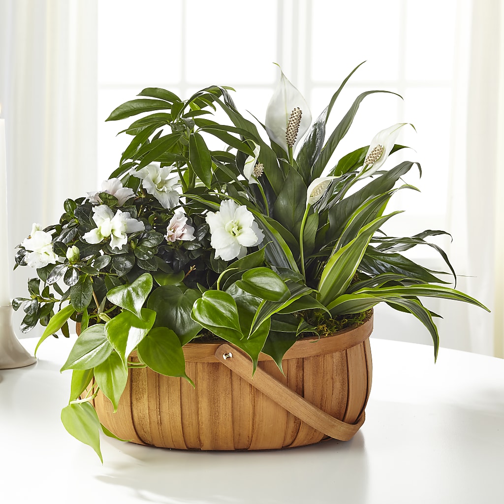 Serene Dishgarden – Blossom Shop, Conroe TX