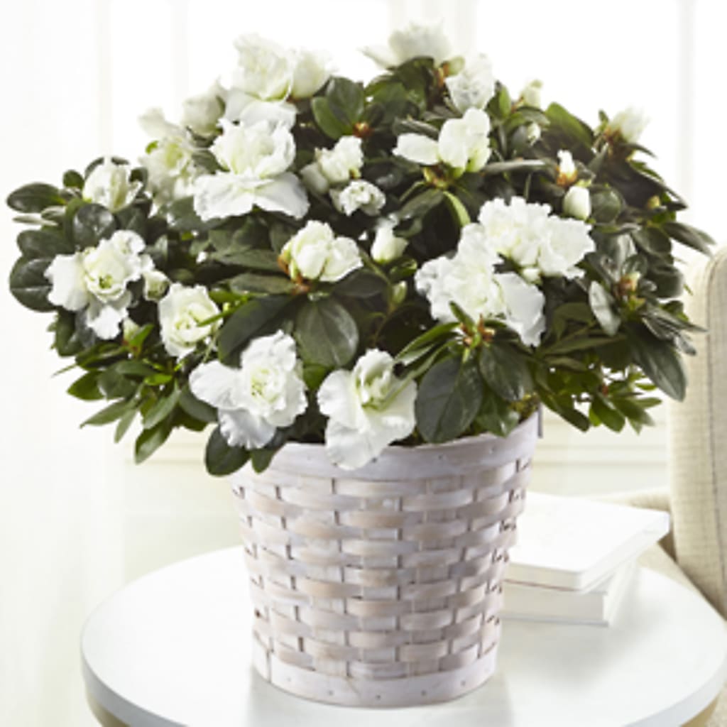 White Azalea Plant – Blossom Shop, Conroe TX