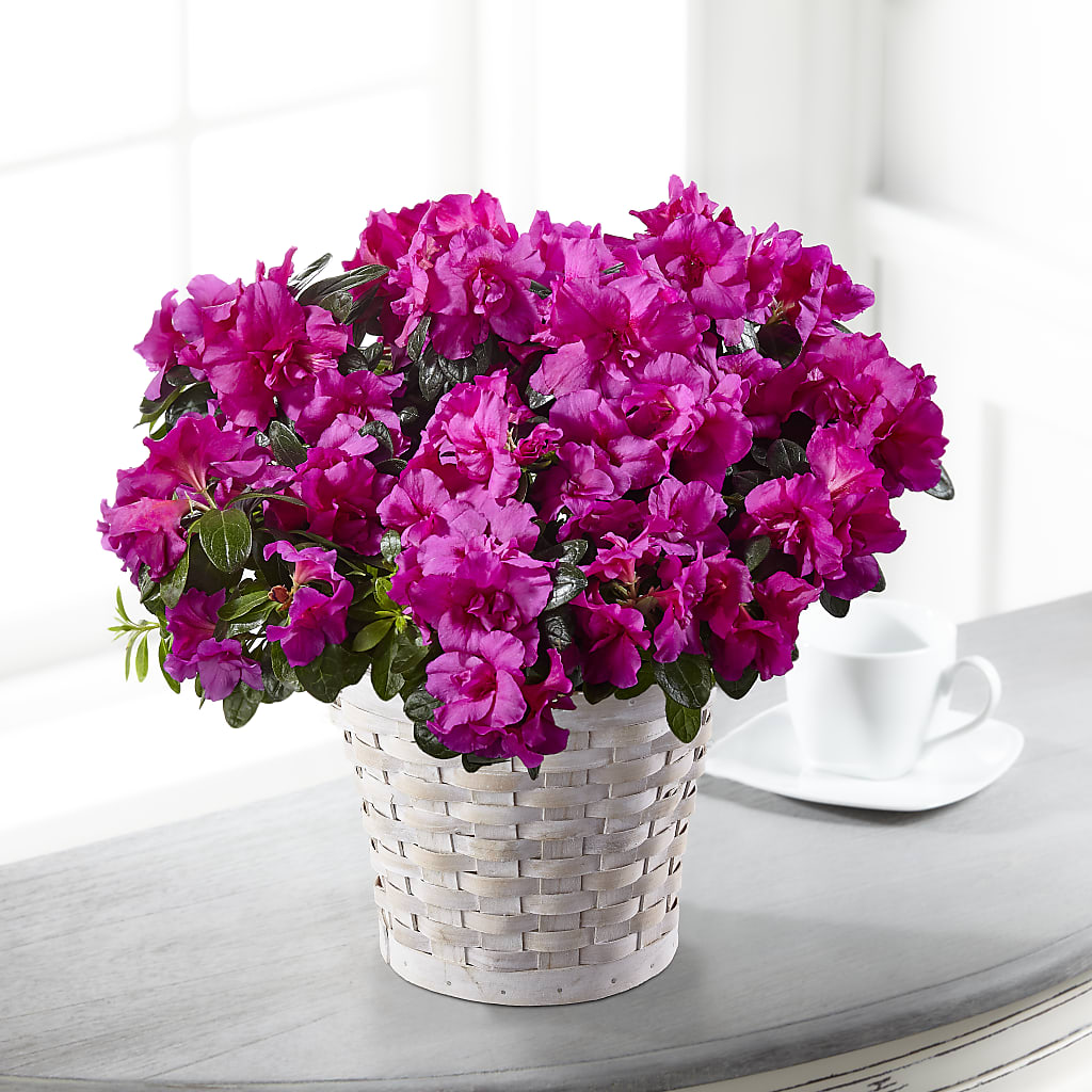 Hope & Serenity Azalea Plant – Blossom Shop, Conroe TX