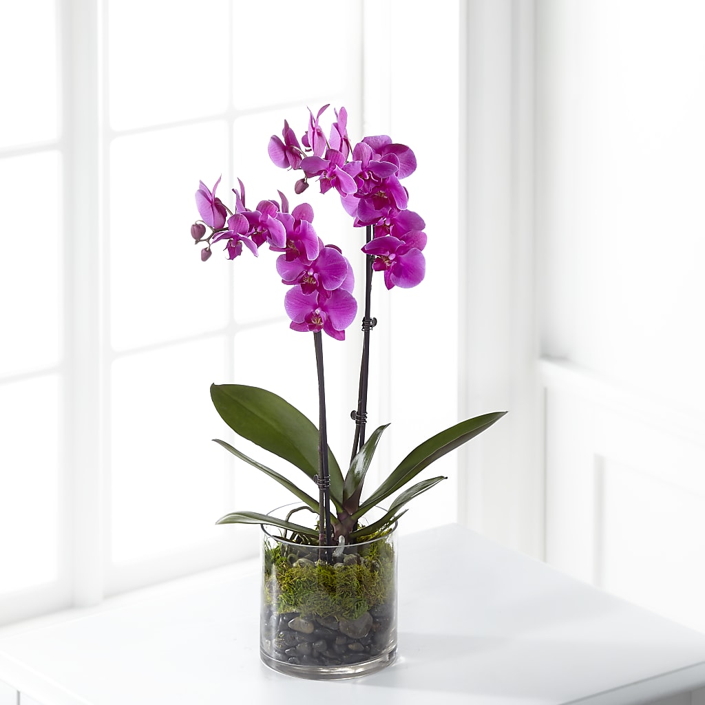 Pink Orchid Plant – Blossom Shop, Conroe TX