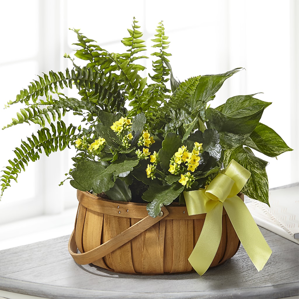 Always Dear Dishgarden – Blossom Shop, Conroe TX