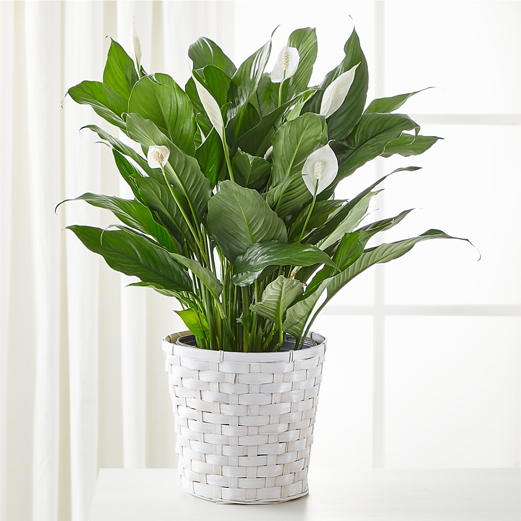 A New Leaf Peace Lily – Blossom Shop, Conroe TX