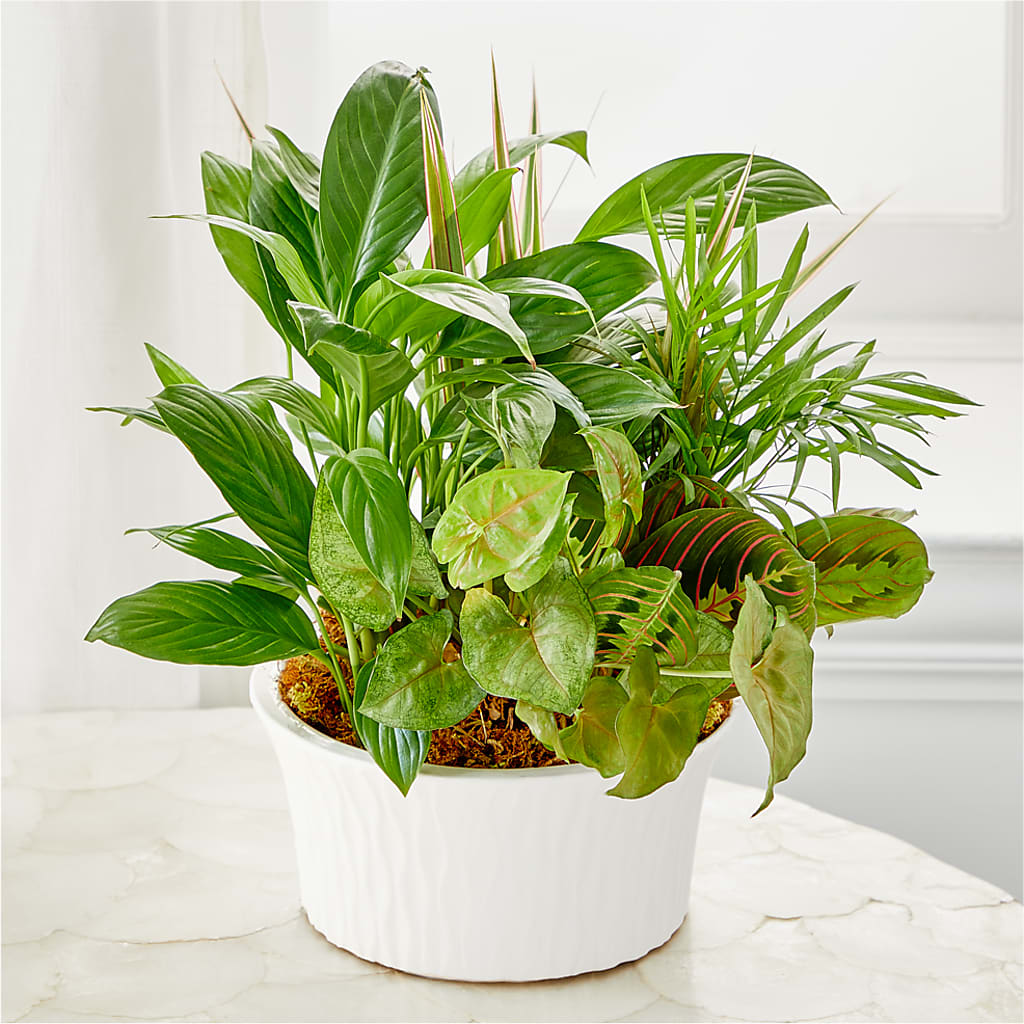 Balance & Harmony Dishgarden – Blossom Shop, Conroe TX