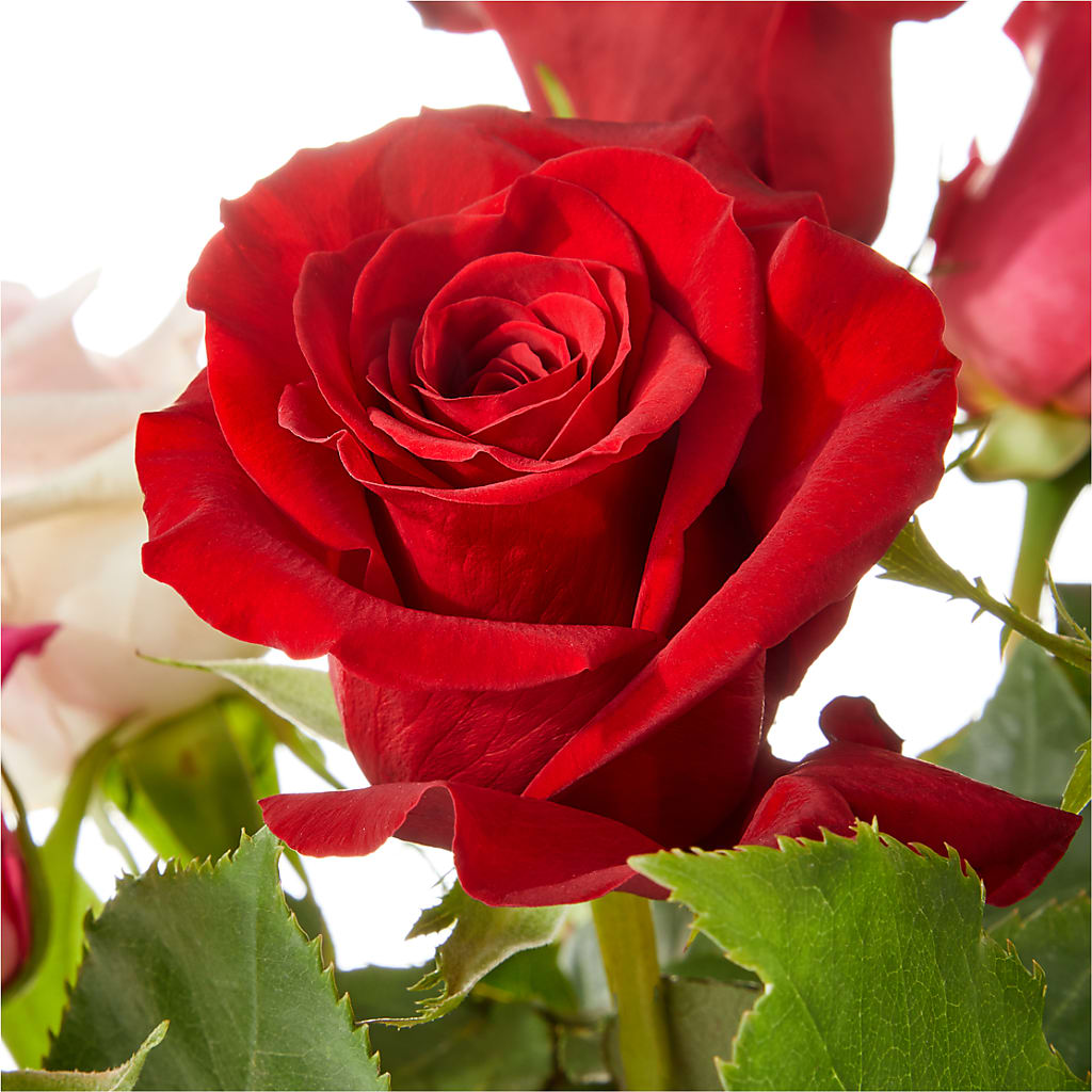 Love Notes Rose Bouquet – Blossom Shop, Conroe TX