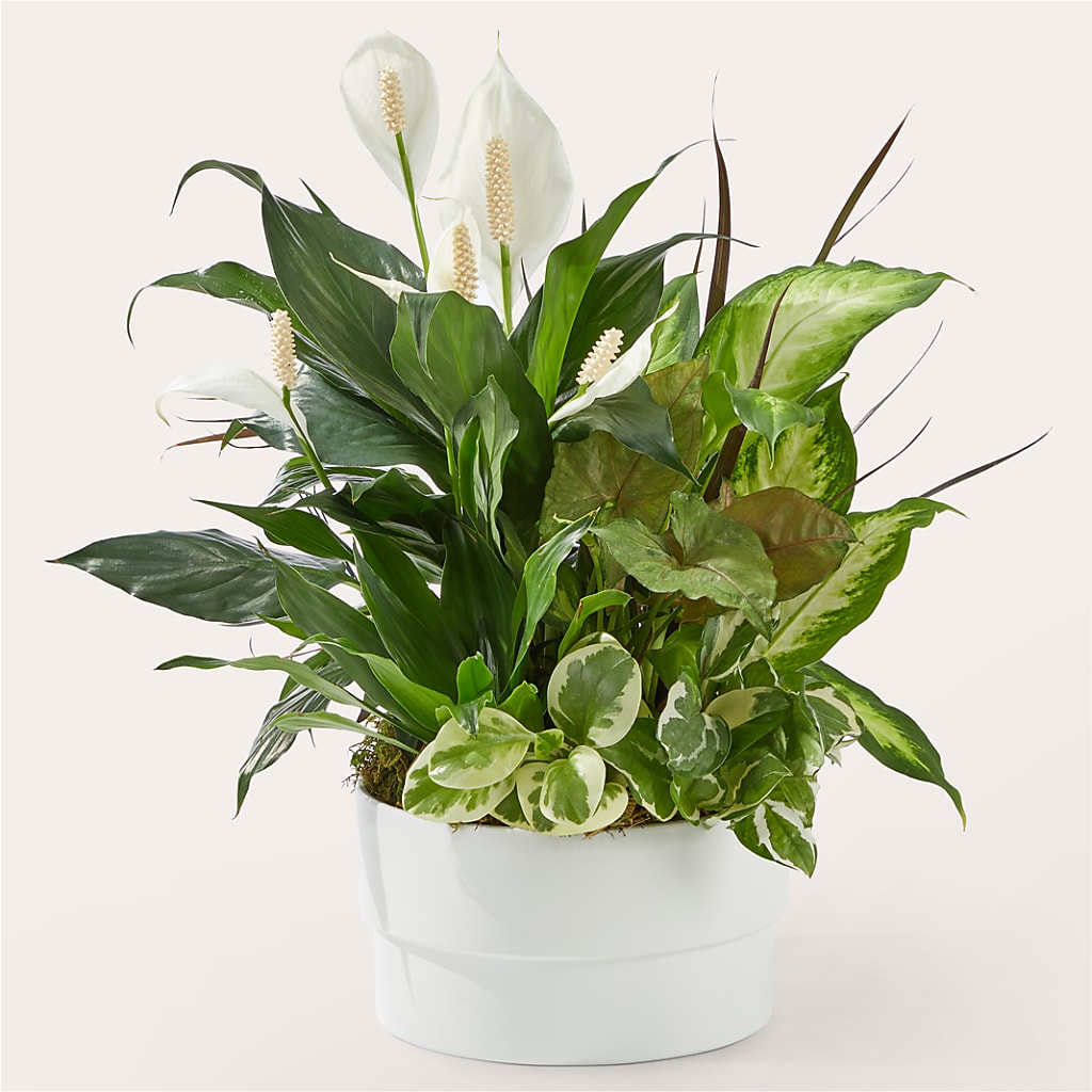 Radiating Positivity Dishgarden – Blossom Shop, Conroe TX