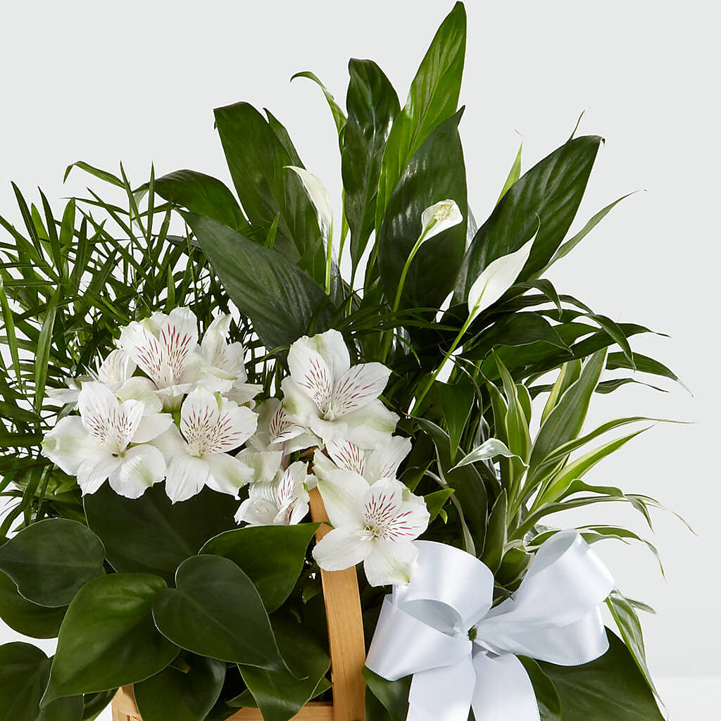 Peace & Serenity Dishgarden –  Blossom Shop, Conroe TX