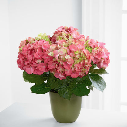 Pink Hydrangea Planter –  Blossom Shop, Conroe TX