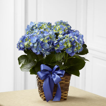 Blue Hydrangea Planter –  Blossom Shop, Conroe TX