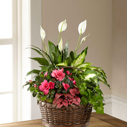 Dream in Pink Dishgarden –  Blossom Shop, Conroe TX