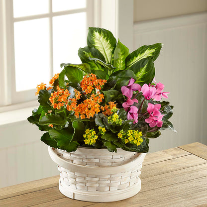 Color Crush Dishgarden –  Blossom Shop, Conroe TX