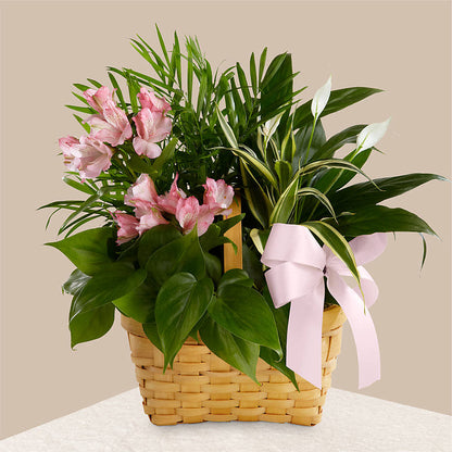 Living Spirit Dishgarden –  Blossom Shop, Conroe TX