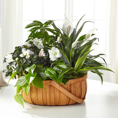Serene Dishgarden –  Blossom Shop, Conroe TX