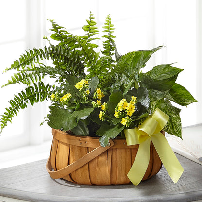 Always Dear Dishgarden –  Blossom Shop, Conroe TX