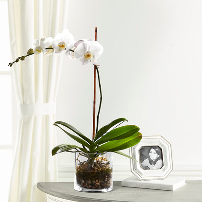 White Orchid Planter –  Blossom Shop, Conroe TX
