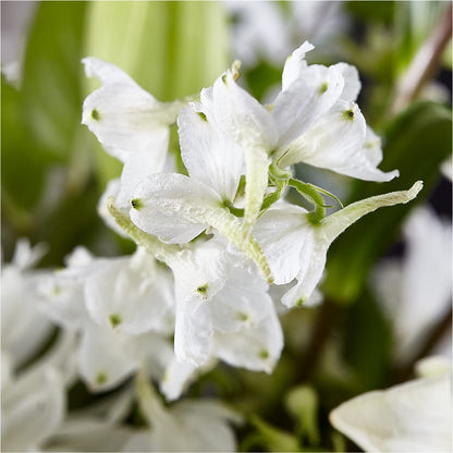 Classic Ivory – A Florist Original –  Blossom Shop, Conroe TX